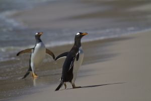 New Island, West Falklands 388.jpg